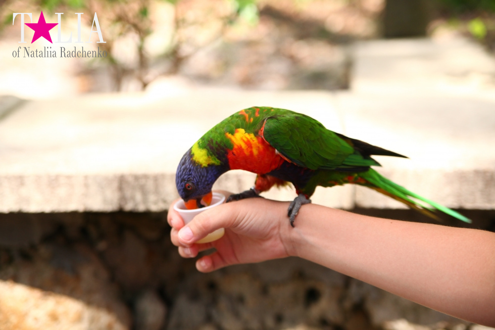 Кормление попугаев в сафари-парке Страна Львов, Майами, Флорида